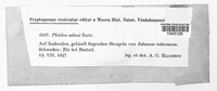 Cyathicula cyathoidea image